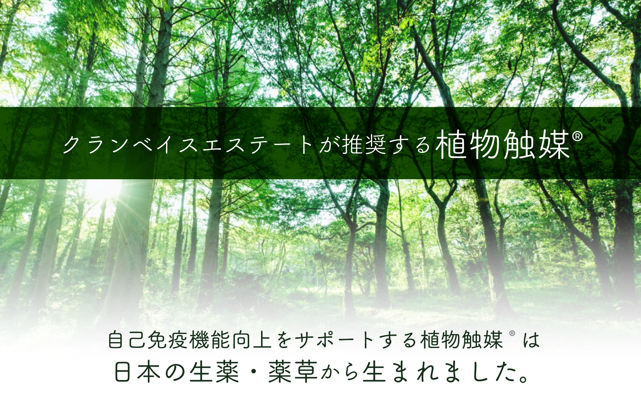 クランベイスエステートが推奨する植物触媒®︎ 自己免疫機能向上をサポートする植物触媒®️は日本の生薬・薬草から生まれました。